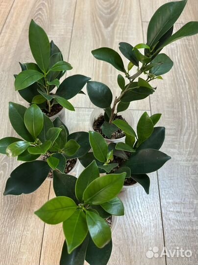 Фикусы коллекционные