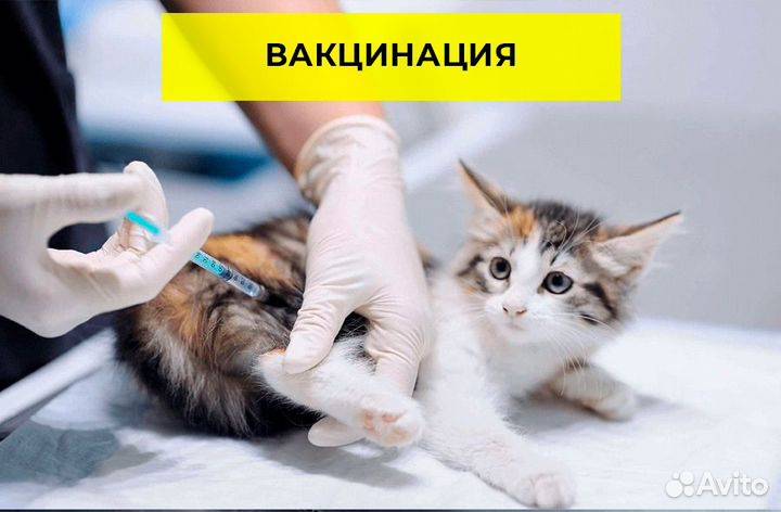 Ветеринар. Срочный выезд на дом. Круглосуточно