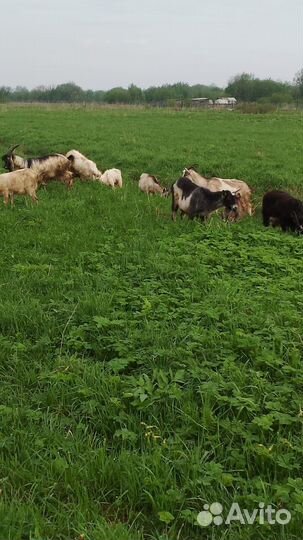 Продам баранов цена от за кг живого веса