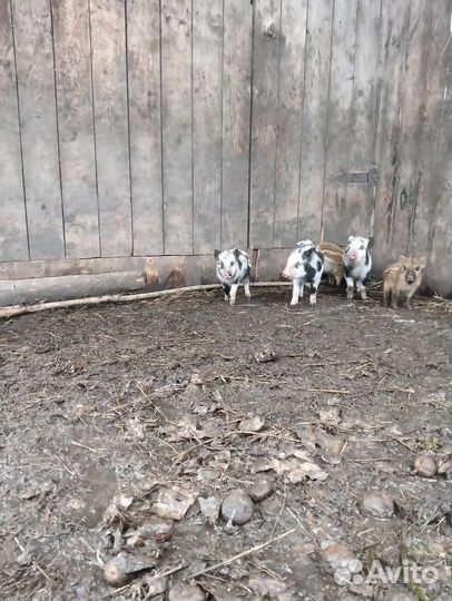 Кабаны домашние