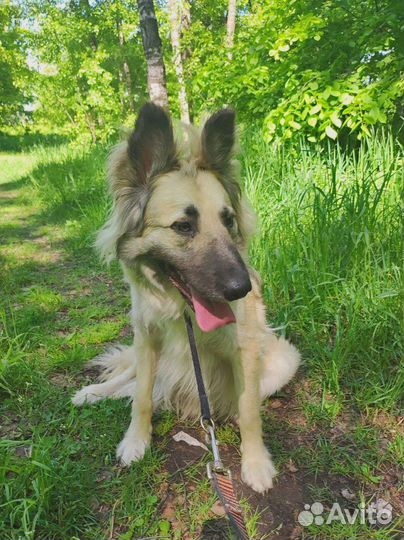 Бельгийская овчарка в добрые руки