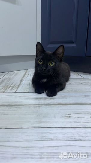 Кошка