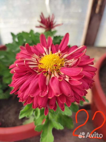 Пеларгония герань