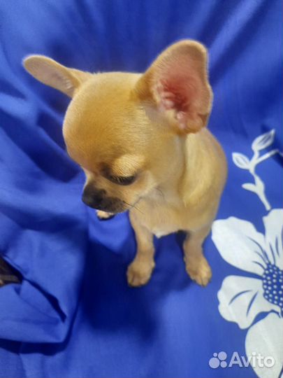 Щенки чихуахуа мини