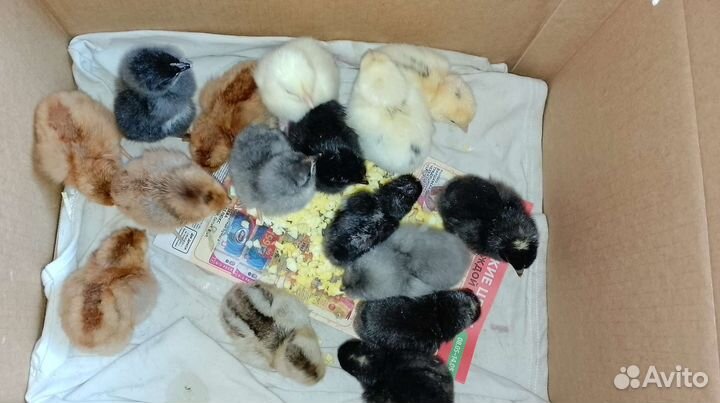 Доминантики 3 дня