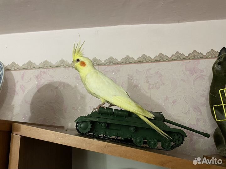 Продам Кореллу