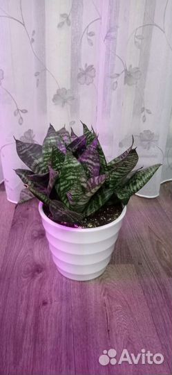 Сансевиерия