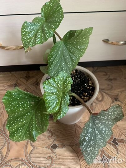 Цветы комнатные