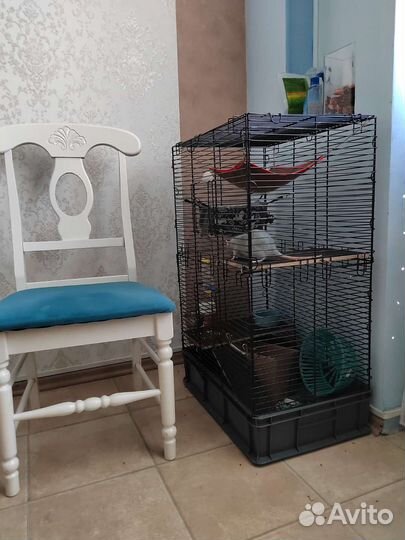 Клетка с крысами Дамбо