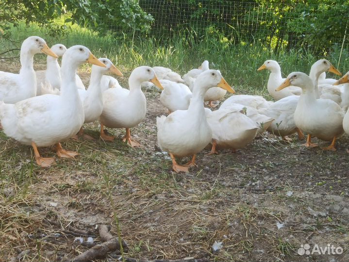 Утка домашняя мясо