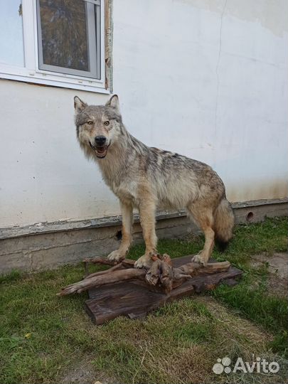 Чучело волка