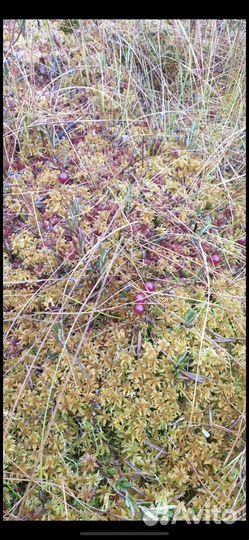 Охота на гуся,рыбалка, сплав, баня, отдых в тайге