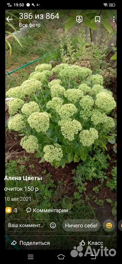 Садовые цветы