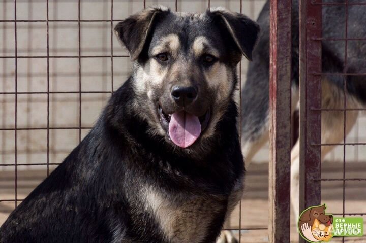 Крупный подросток Уран в добрые руки