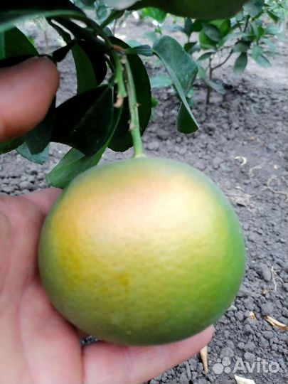 Грейпфруты