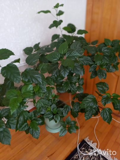 Комнатные растения цветы