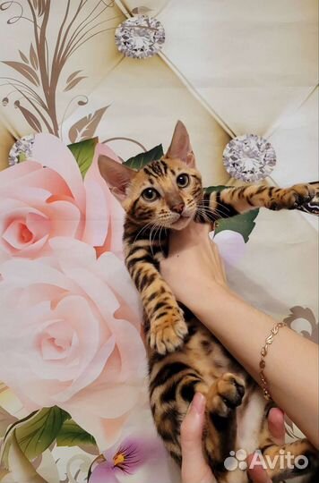 Бенгальские котята