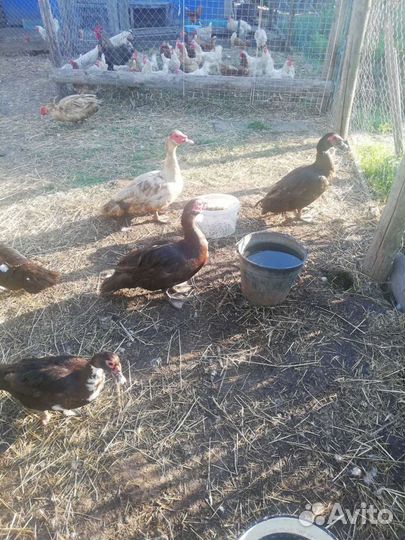 Индоутки+яйца утиные и куриные