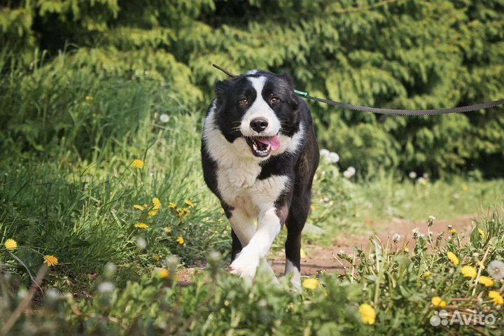 Собака в добрые руки