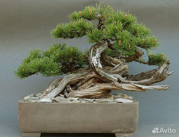 Сосна бонсай, семена