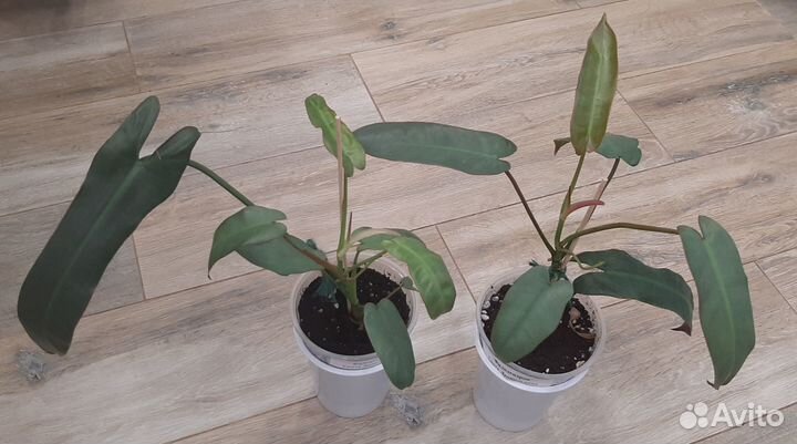 Филодендроны