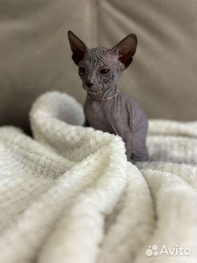 Донской сфинкс котята