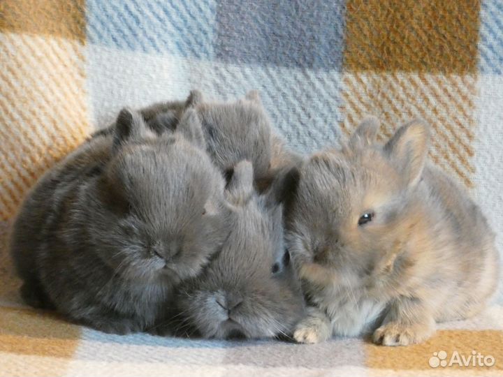 Цветной карлик