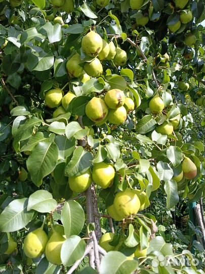 Груша домашняя