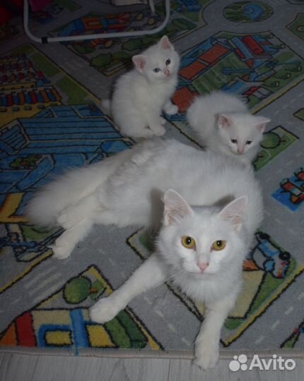Котята в добрые, мальчик и девочка