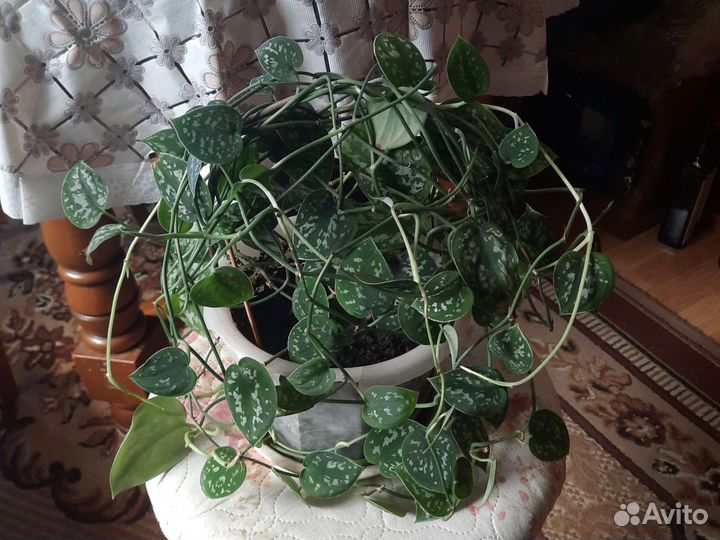 Сциндапсус