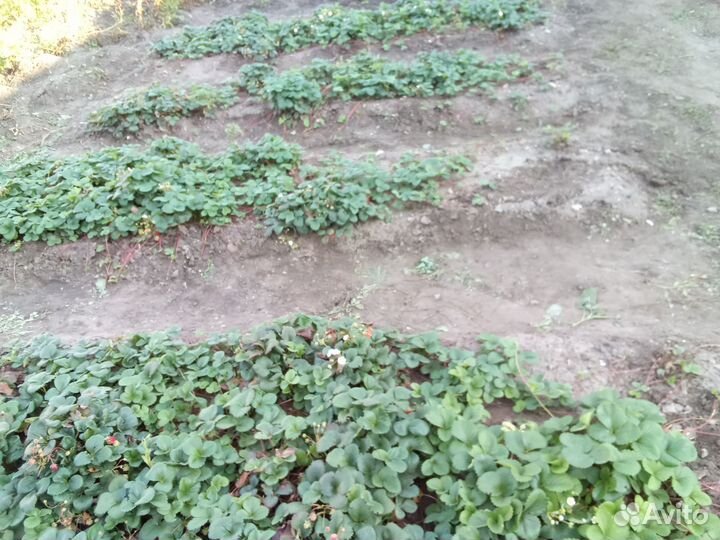 Клубника ремонтантная