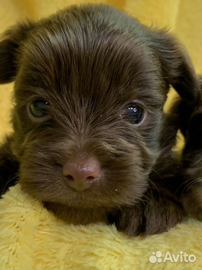 Биро Шоколадный Мерль Цветной Йорк