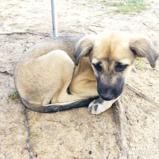 Их хотели сжечь