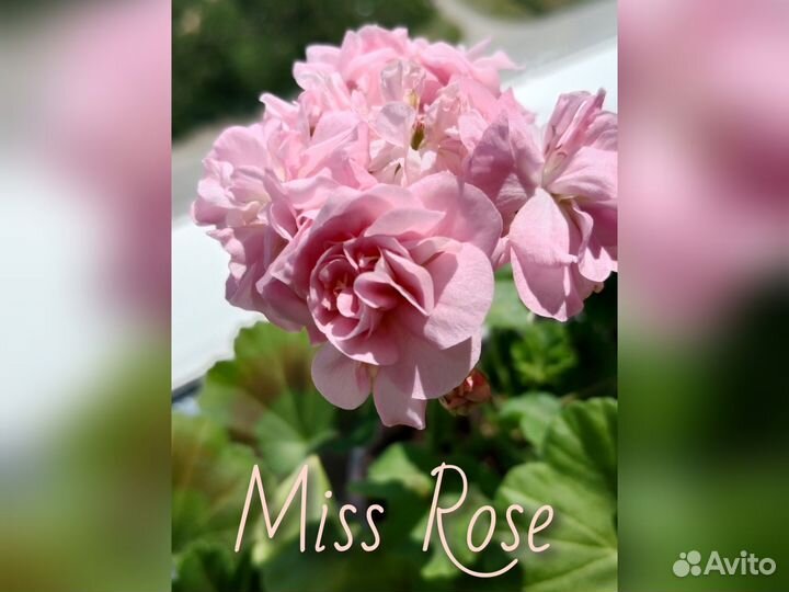 Пеларгония герань