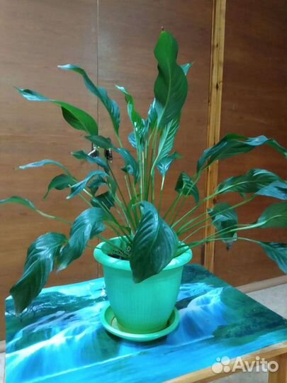 Спатифиллум