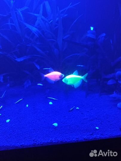 Рыбки в аквариум