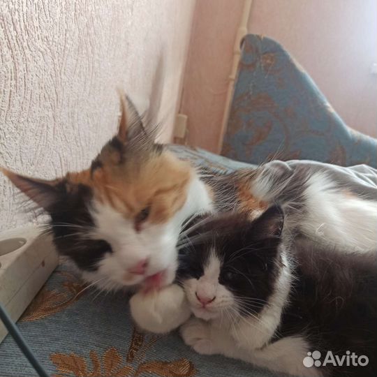 Котята мейн-кун метис