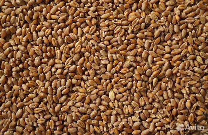 Пшеница, овëс