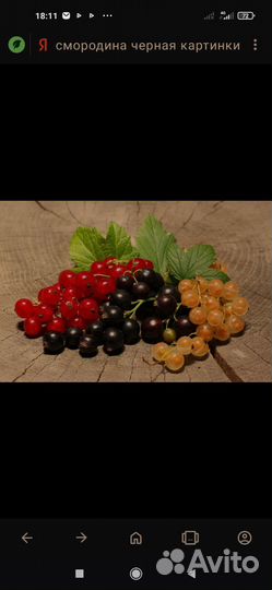 Кусты смородины : чёрная, жёлтая, красная