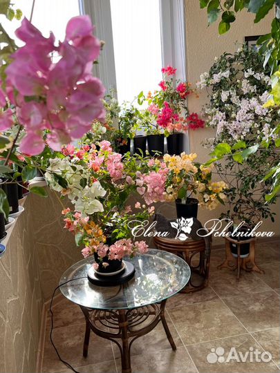 Бугенвиллия (бугенвиллея) укорененные черенки