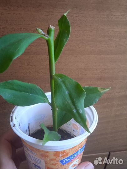 Комнатные цветы отростки