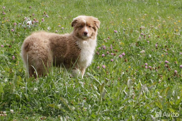 Аусси с метрикой