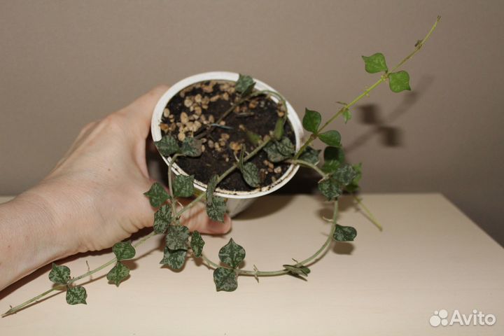 Хойя Hoya curtisii - самая маленькая