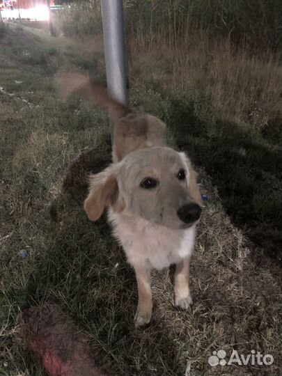 Бездобные собаки