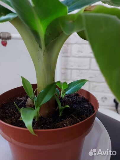 Комнатное растение - банан
