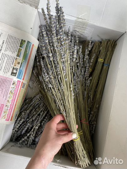 Сухоцвет лаванда Лавандин 45см длинный из крыма