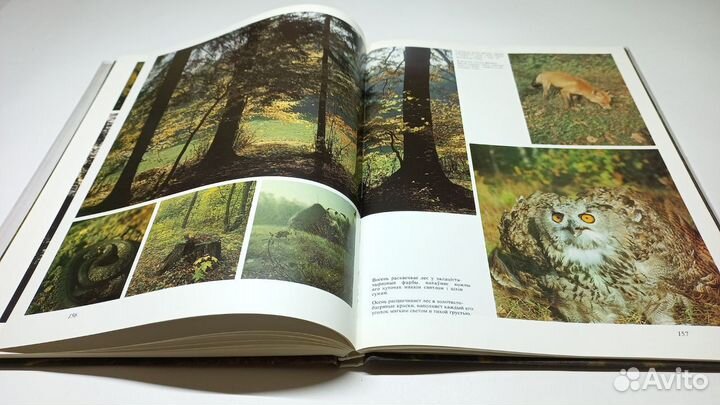 Спатканне з лесам (Свидание с лесом). В. Алешка