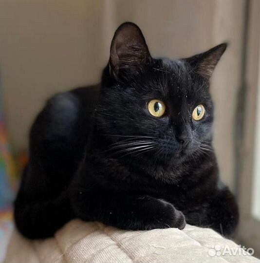 Кошечка 8 месяцев