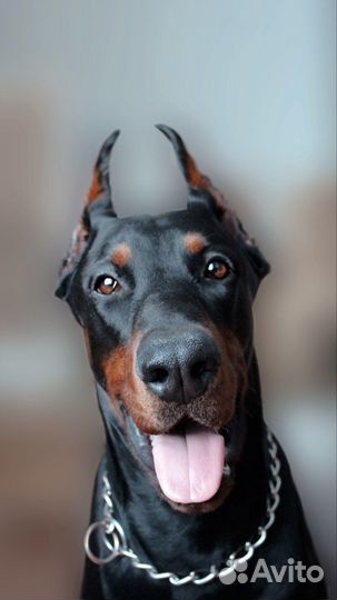 Доберман вязка