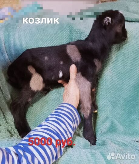 Козлята